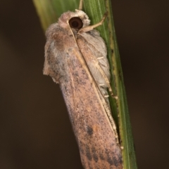 Diarsia intermixta at Melba, ACT - 6 Mar 2021