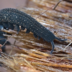 Euperipatoides rowelli (Tallanganda Velvet Worm) at Kindervale, NSW - 21 Feb 2021 by TimotheeBonnet