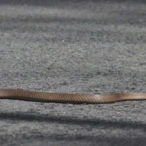 Pseudonaja textilis at Paddys River, ACT - 7 Feb 2021