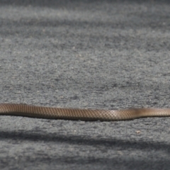 Pseudonaja textilis (Eastern Brown Snake) at Paddys River, ACT - 7 Feb 2021 by TimotheeBonnet