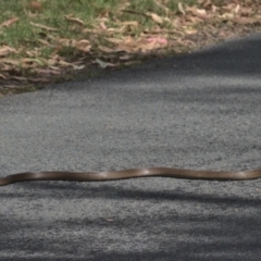 Pseudonaja textilis at Paddys River, ACT - 7 Feb 2021