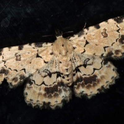 Sandava scitisignata (A noctuid moth) at Melba, ACT - 6 Mar 2021 by Bron