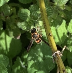 Eumeninae (subfamily) (Unidentified Potter wasp) at Murrumbateman, NSW - 7 Mar 2021 by SimoneC