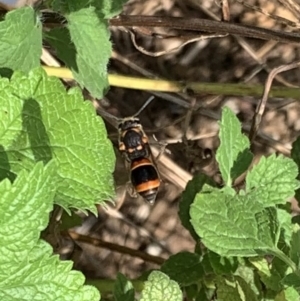 Eumeninae (subfamily) at Murrumbateman, NSW - 7 Mar 2021 04:45 PM