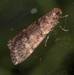 Mimaglossa nauplialis and habitalis at Melba, ACT - 6 Mar 2021