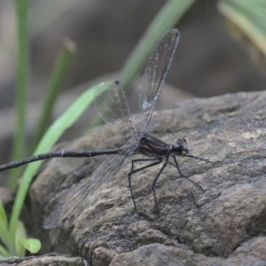 Austroargiolestes calcaris at Cotter River, ACT - 1 Jan 2021