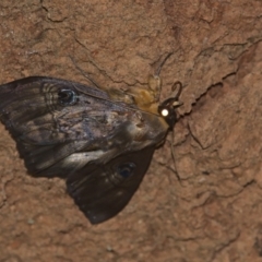 Dasypodia selenophora (Southern old lady moth) at Lower Cotter Catchment - 6 Mar 2021 by TimotheeBonnet