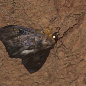 Dasypodia selenophora at Cotter River, ACT - 6 Mar 2021 09:54 PM