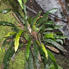 Blechnum patersonii subsp. patersonii (Strap Water Fern) at Paddys River, ACT - 7 Feb 2021 by TimotheeBonnet