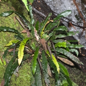 Blechnum patersonii subsp. patersonii at Paddys River, ACT - 7 Feb 2021 02:18 PM