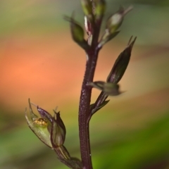 Acianthus sp. (Mayflower Orchid) at Tallaganda National Park - 21 Feb 2021 by TimotheeBonnet