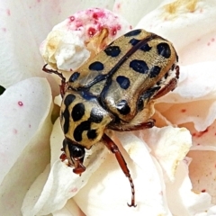 Neorrhina punctatum (Spotted flower chafer) at Crooked Corner, NSW - 6 Mar 2021 by Milly