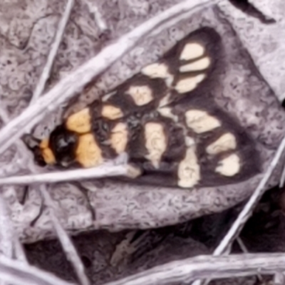 Asura lydia (Lydia Lichen Moth) at Holt, ACT - 2 Mar 2021 by drakes