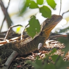 Intellagama lesueurii howittii (Gippsland Water Dragon) at Yarralumla, ACT - 7 Mar 2021 by wombey