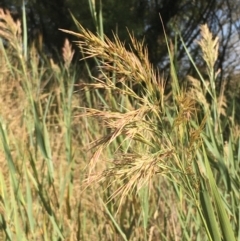 Phragmites australis (Common Reed) at Carwoola, NSW - 7 Mar 2021 by JaneR