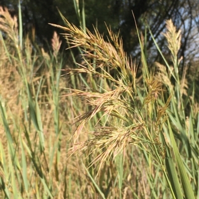 Phragmites australis (Common Reed) at Carwoola, NSW - 7 Mar 2021 by JaneR