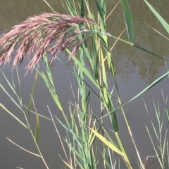 Phragmites australis at Carwoola, NSW - 7 Mar 2021