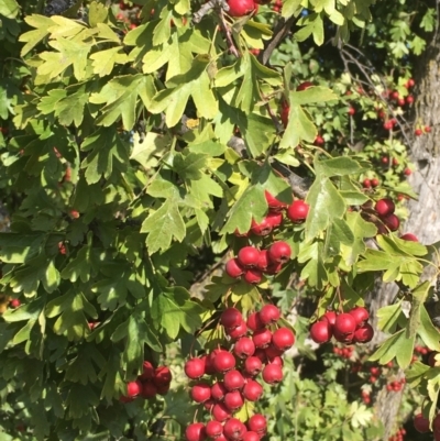 Crataegus monogyna (Hawthorn) at QPRC LGA - 7 Mar 2021 by JaneR