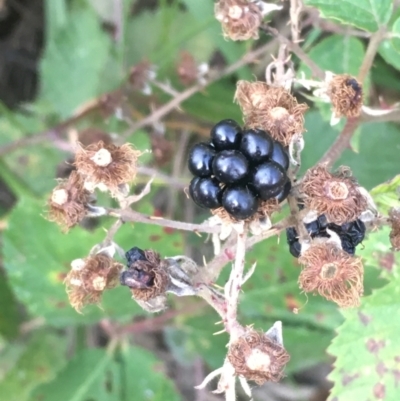 Rubus anglocandicans (Blackberry) at Carwoola, NSW - 7 Mar 2021 by JaneR