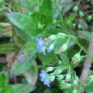 Myosotis laxa subsp. caespitosa at Carwoola, NSW - 7 Mar 2021 05:54 PM