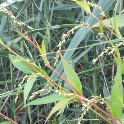 Persicaria hydropiper (Water Pepper) at Carwoola, NSW - 7 Mar 2021 by JaneR