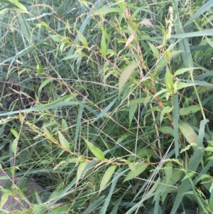 Persicaria hydropiper at Carwoola, NSW - 7 Mar 2021 05:41 PM