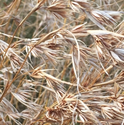 Themeda triandra (Kangaroo Grass) at Carwoola, NSW - 7 Mar 2021 by JaneR