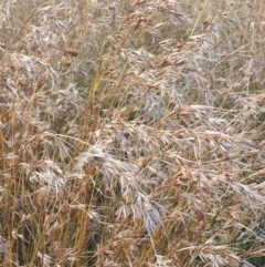 Themeda triandra at Carwoola, NSW - 7 Mar 2021