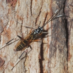Stenarella victoriae (An ichneumon parasitic wasp) at Tidbinbilla Nature Reserve - 6 Mar 2021 by Harrisi