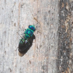 Primeuchroeus sp. (genus) at Tidbinbilla Nature Reserve - 6 Mar 2021 01:26 PM