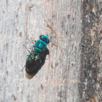 Primeuchroeus sp. (genus) (Cuckoo Wasp) at Paddys River, ACT - 6 Mar 2021 by Harrisi