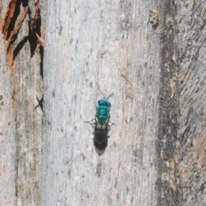 Primeuchroeus sp. (genus) at Tidbinbilla Nature Reserve - 6 Mar 2021 01:26 PM