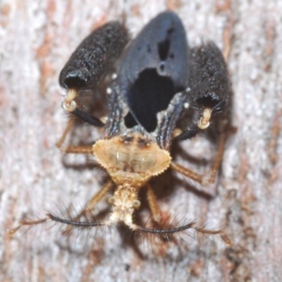 Ptilocnemus lemur (Feathered leg assassin bug) at Paddys River, ACT - 6 Mar 2021 by Harrisi