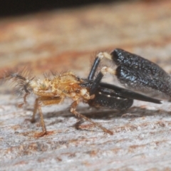 Ptilocnemus lemur at Paddys River, ACT - 6 Mar 2021