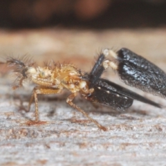 Ptilocnemus lemur at Paddys River, ACT - 6 Mar 2021