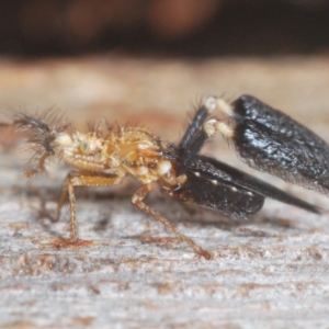 Ptilocnemus lemur at Paddys River, ACT - 6 Mar 2021