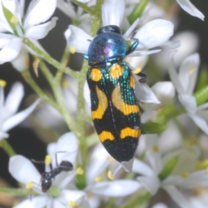 Castiarina flavopicta at Paddys River, ACT - 6 Mar 2021 01:37 PM