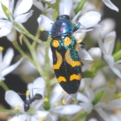 Castiarina flavopicta (Flavopicta jewel beetle) at Paddys River, ACT - 6 Mar 2021 by Harrisi