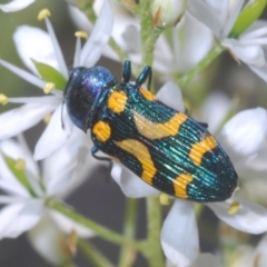 Castiarina flavopicta at Paddys River, ACT - 6 Mar 2021 01:37 PM