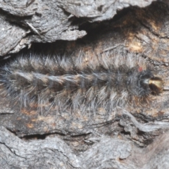 Anthela (genus) immature (Unidentified Anthelid Moth) at Paddys River, ACT - 6 Mar 2021 by Harrisi