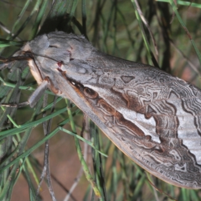 Abantiades (genus) (A Swift or Ghost moth) at Tidbinbilla Nature Reserve - 6 Mar 2021 by Harrisi