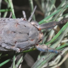 Abantiades sp. (genus) at Paddys River, ACT - 6 Mar 2021