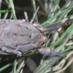 Abantiades (genus) at Paddys River, ACT - 6 Mar 2021