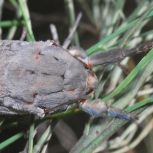 Abantiades (genus) at Paddys River, ACT - 6 Mar 2021