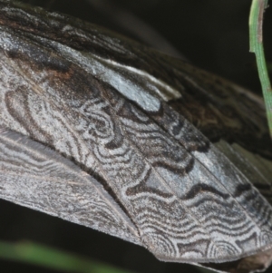 Abantiades (genus) at Paddys River, ACT - 6 Mar 2021