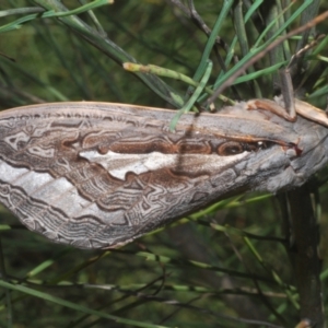 Abantiades (genus) at Paddys River, ACT - 6 Mar 2021