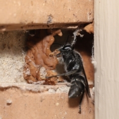 Pison sp. (genus) (Black mud-dauber wasp) at Evatt, ACT - 11 Feb 2021 by TimL