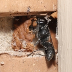 Pison sp. (genus) at Evatt, ACT - 11 Feb 2021