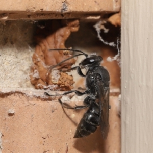 Pison sp. (genus) at Evatt, ACT - 11 Feb 2021