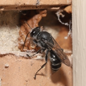 Pison sp. (genus) at Evatt, ACT - 11 Feb 2021